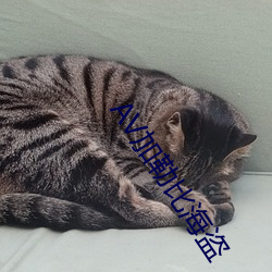 AV加勒(lēi)比海盗
