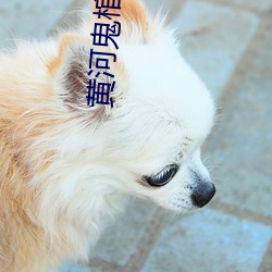黄河鬼棺