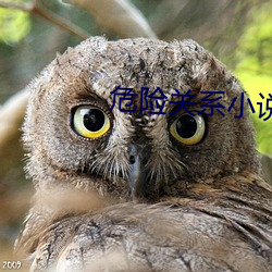 危险关系小说