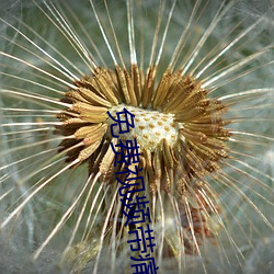 免费视频带痛叫的打扑克