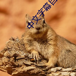 中文字幕自拍