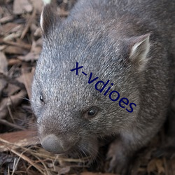 x-vdioes