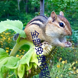 全部免费特(tè)别黄的视(shì)频(pín)播放