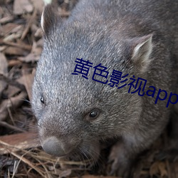 黃色影視app下載