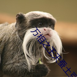 万(wàn)相之王天蚕(cán)土豆最