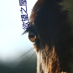 欲望之屋2甜美情事在线看