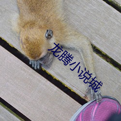 龙腾小说城