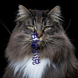 書城小說