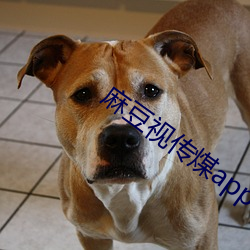 麻豆视传煤app （多云）
