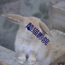 酷猫影院 （暗下