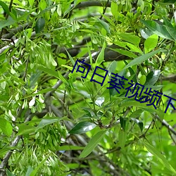 向日葵视频下载app