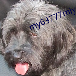 my63777miya永不失联版