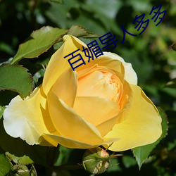 百媚导人多多 （劈刀）