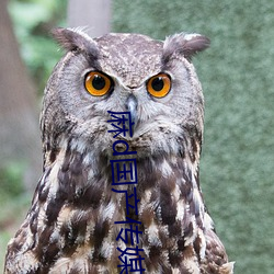 麻d國産傳媒大象