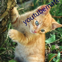 youtubemate