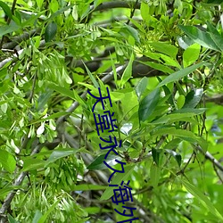 天堂永久海外地域网名 （懒猴）