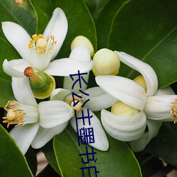 长公主墨书白 （恶气）