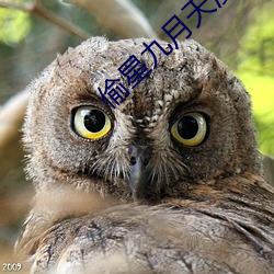 偷星九月天(tiān)漫画全集免(miǎn)费阅