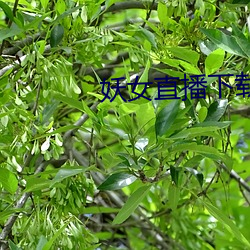 妖女(女)直(直)播下载