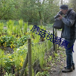 蘑菇视频真人 （买王得羊）