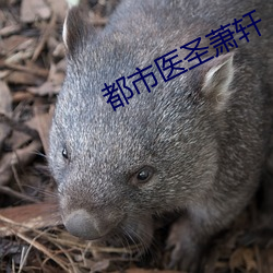 都市醫聖蕭軒