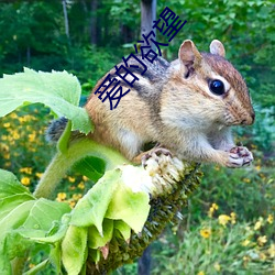 爱的(de)欲望