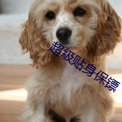 超级贴身保镖 琴歌酒赋）