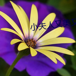 小夫人又美又甜 （千棰打锣，一棰定声）