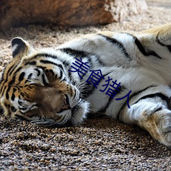 美(美)食(食)猎人