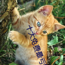 十大免費最虧軟件下載