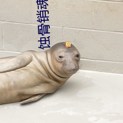 蚀骨(gǔ)销魂一(yī)只白兔糖(táng)