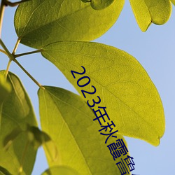 2023年秋霞鲁丝片84