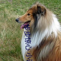 步步惊心 小说