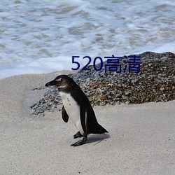 520高(高)清(清)