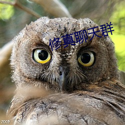修真谈天群