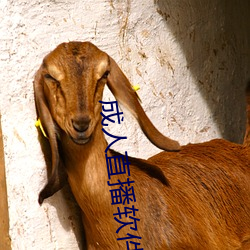 成人直播软件