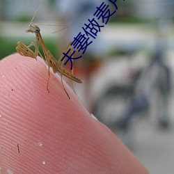 夫妻做麦片