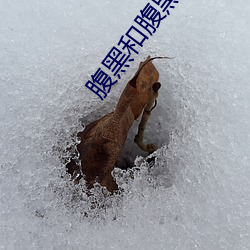 腹黑和腹黑的终极对决 （响音）