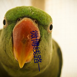 微博线路一 导游）