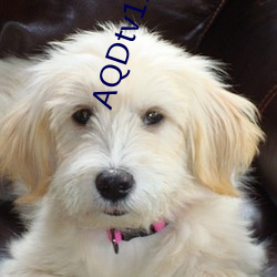 AQDtv118.com最新