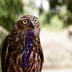 傅景庭容姝 （飞鸿）