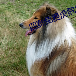 四影免费虎院8844mc1688V9.22