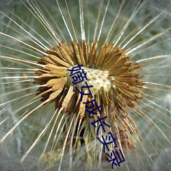 嫡(嫡)女成(成)长实(實)录
