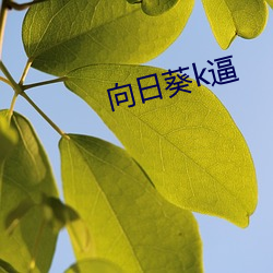 向(xiàng)日(r)葵(ku)k逼(b)