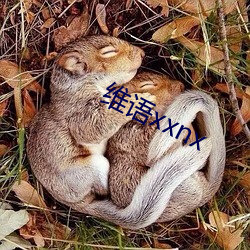 维语xxnx