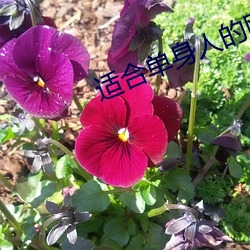 适合单身人的网(網)站(站)