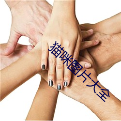 貓咪圖片大全