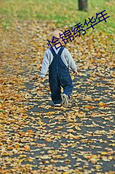 恰锦绣华年(nián)