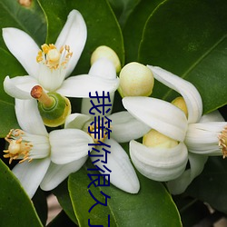 我等你(nǐ)很久了