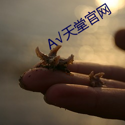 √天堂官网